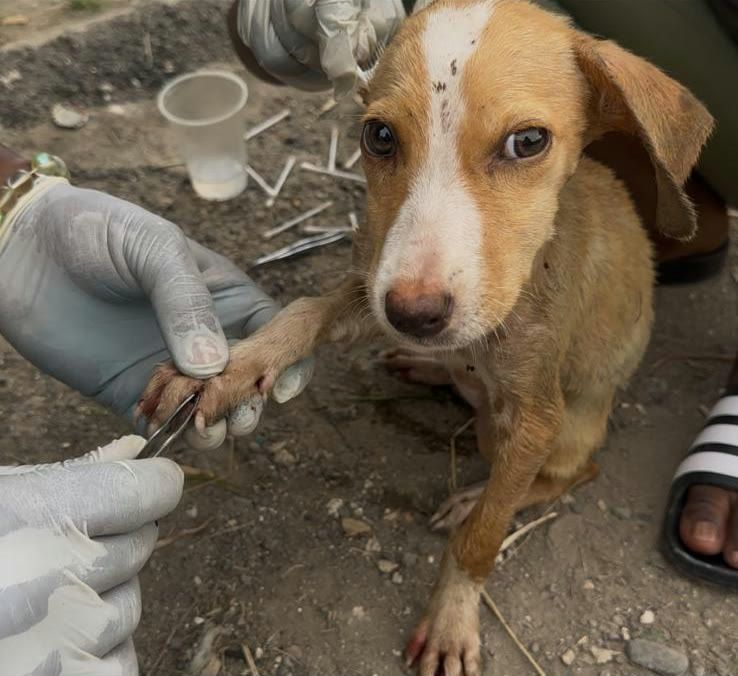Blessed as a sick puppy being treated for ticks on a Jamaican roadside