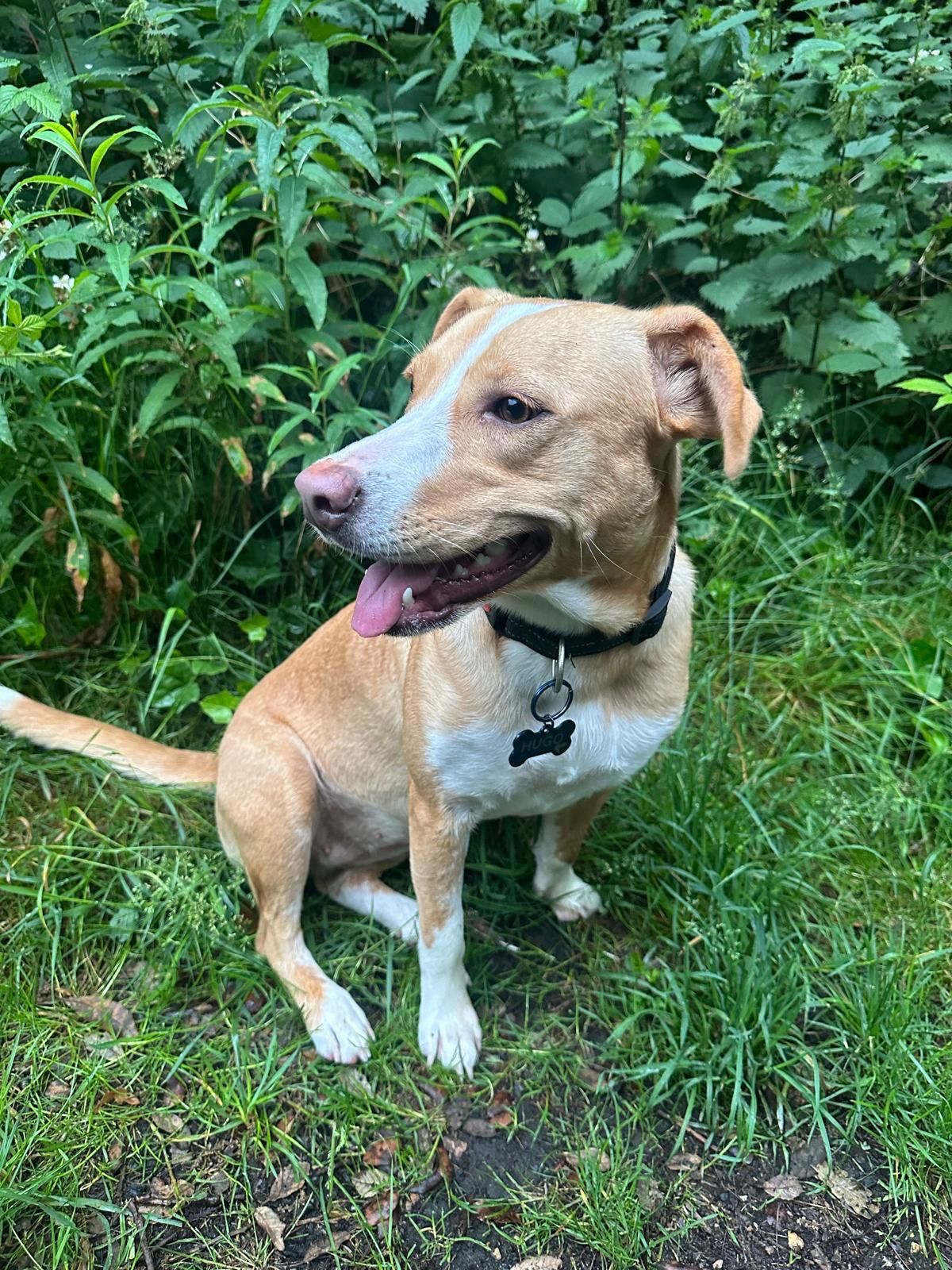 Blessed — rescue dog