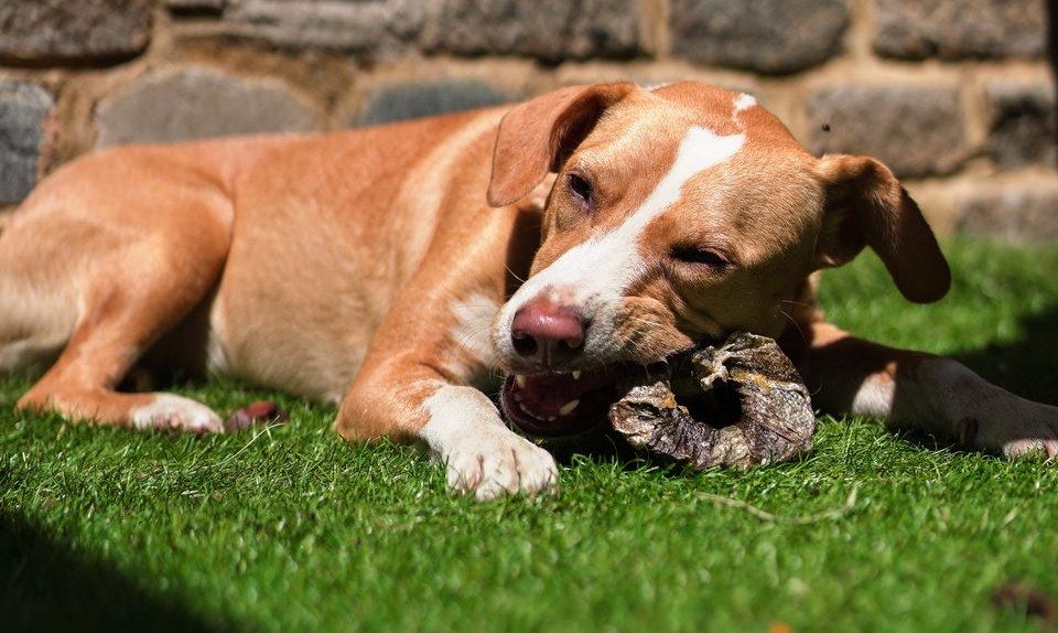 Rescue dog resting on the grass after care — what donations make possible
