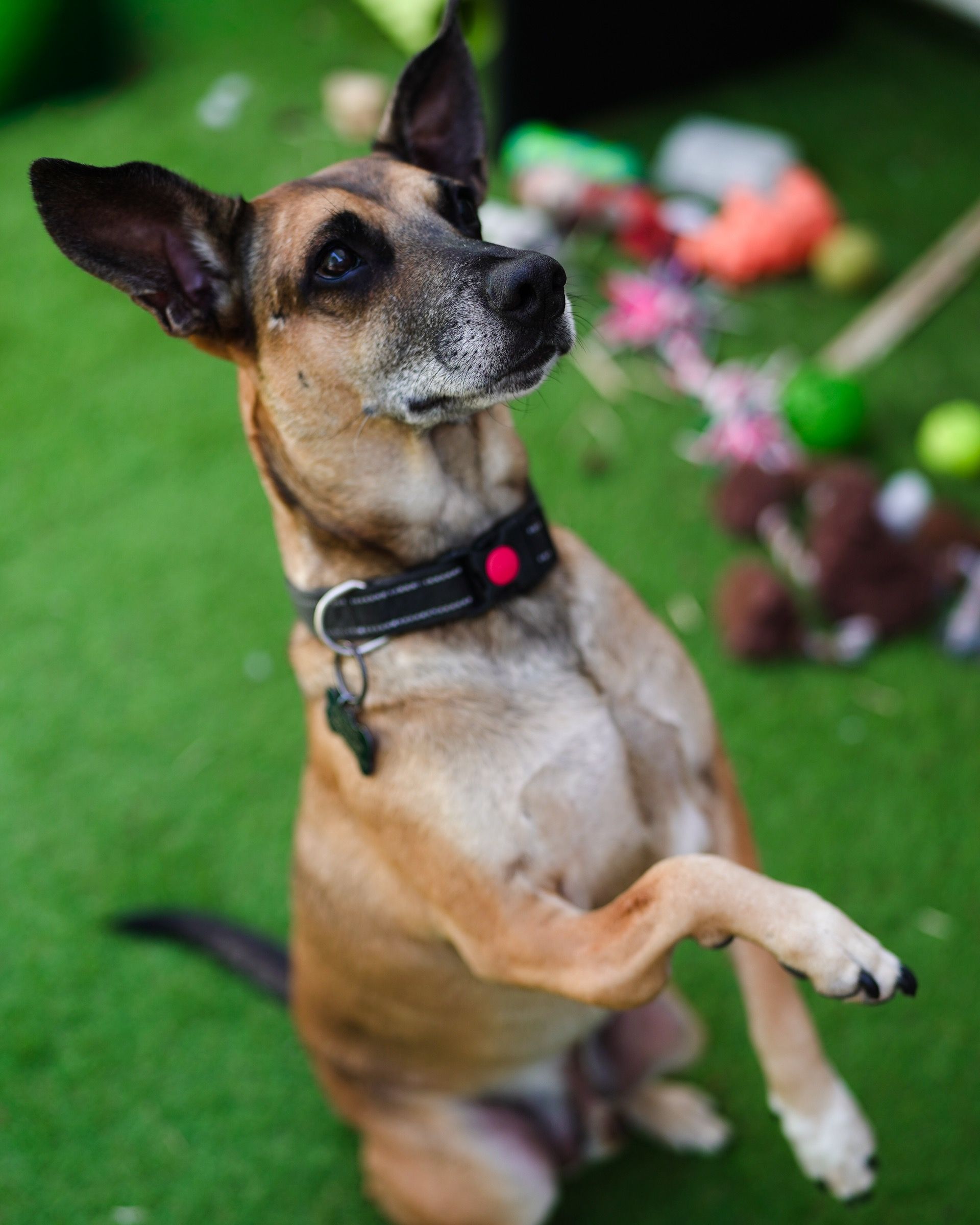 Goofy the rescue dog, healthy and relaxed after his journey to the UK