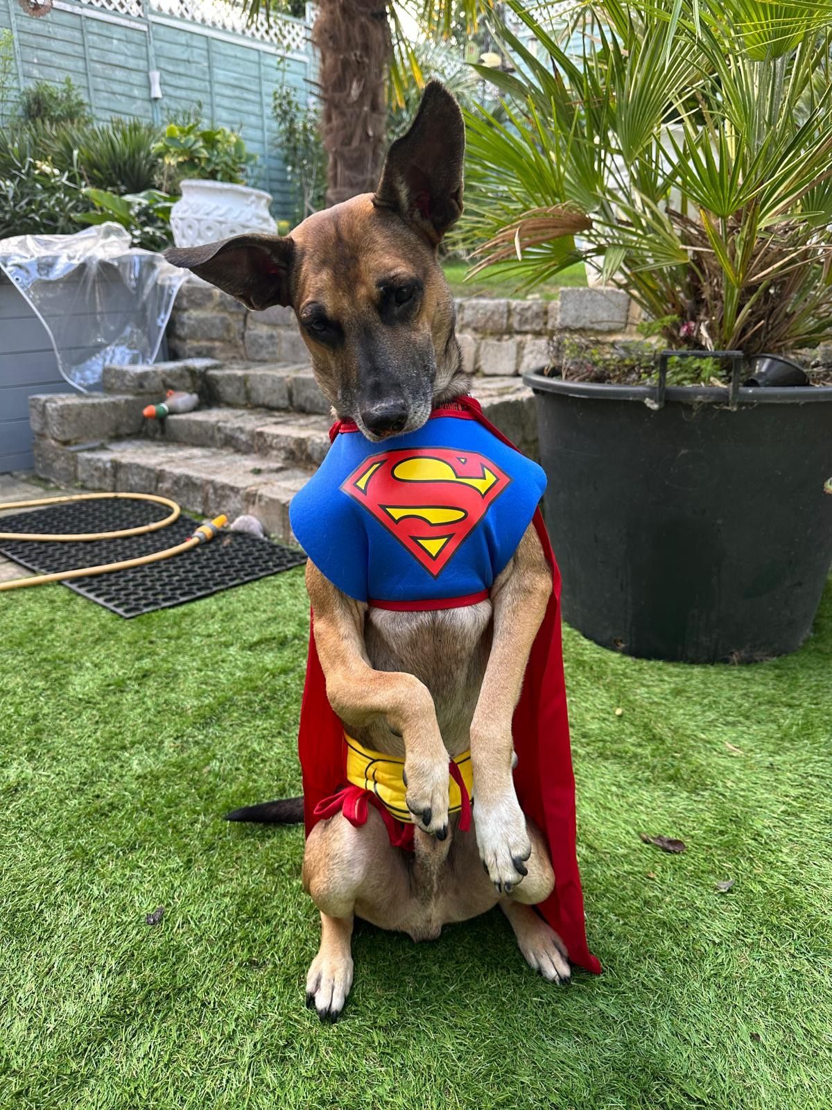 Goofy — rescue dog