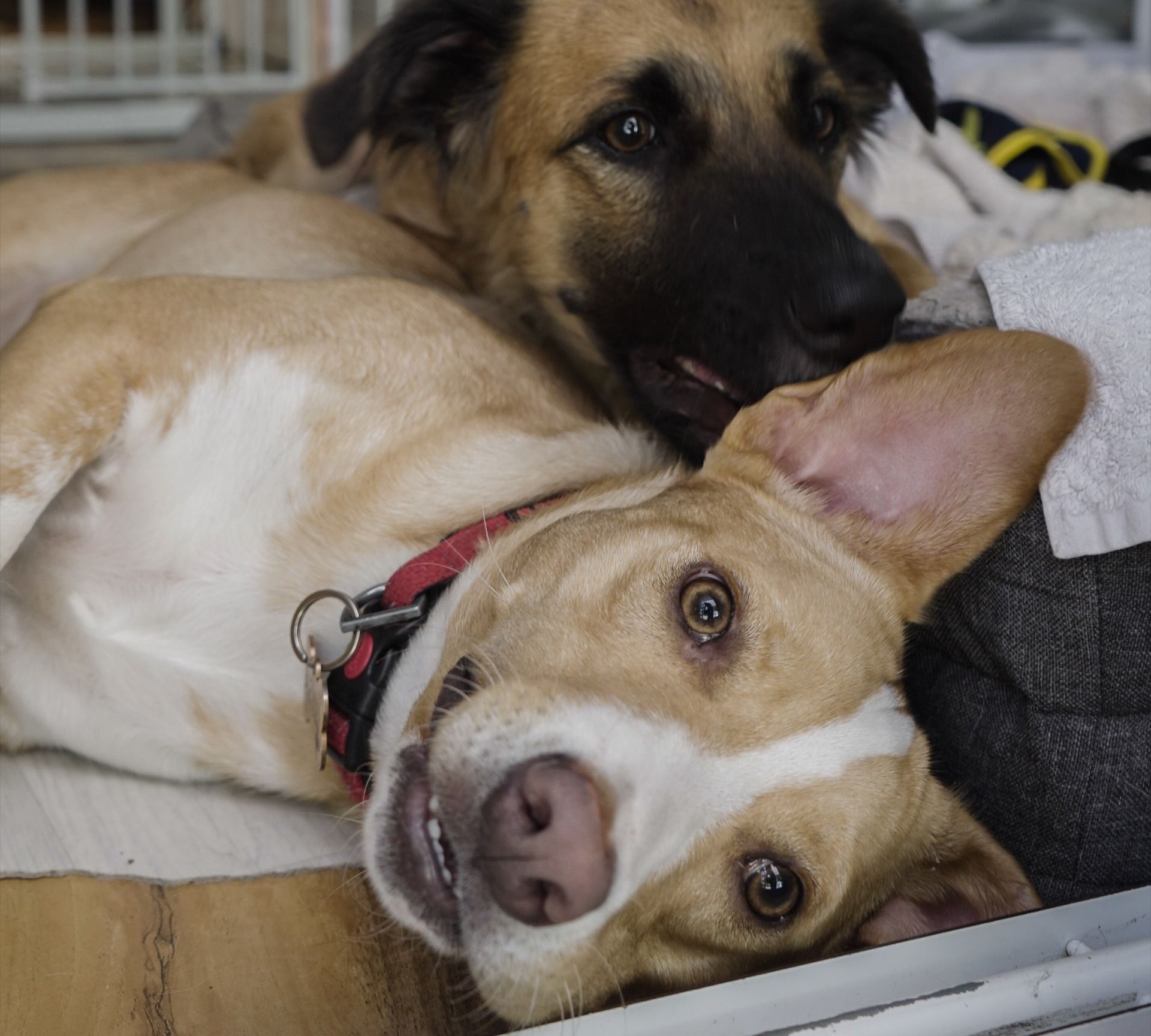 Hope and a friend resting together after rescue