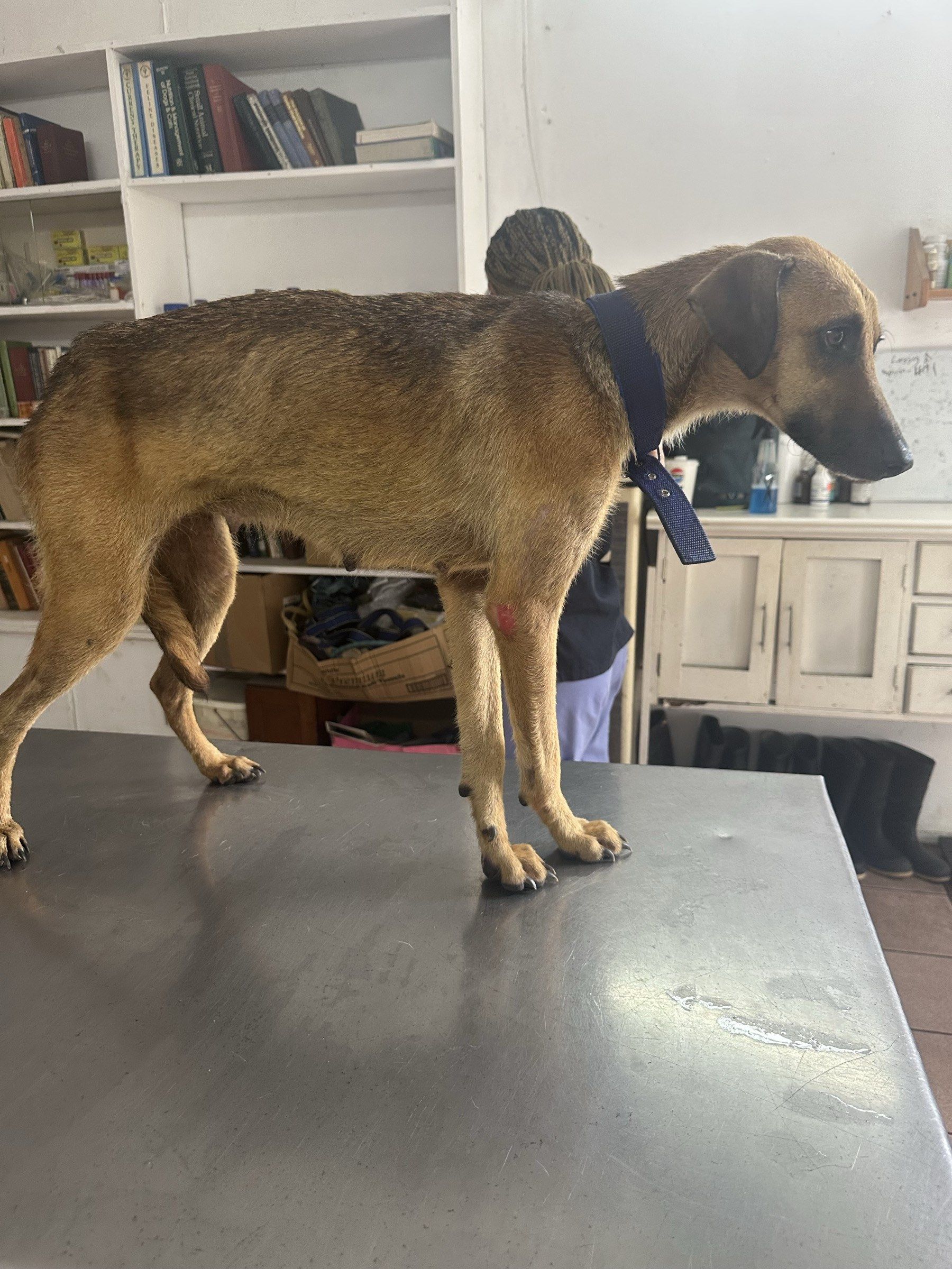 Hope at the vet when she was first rescued — painfully thin