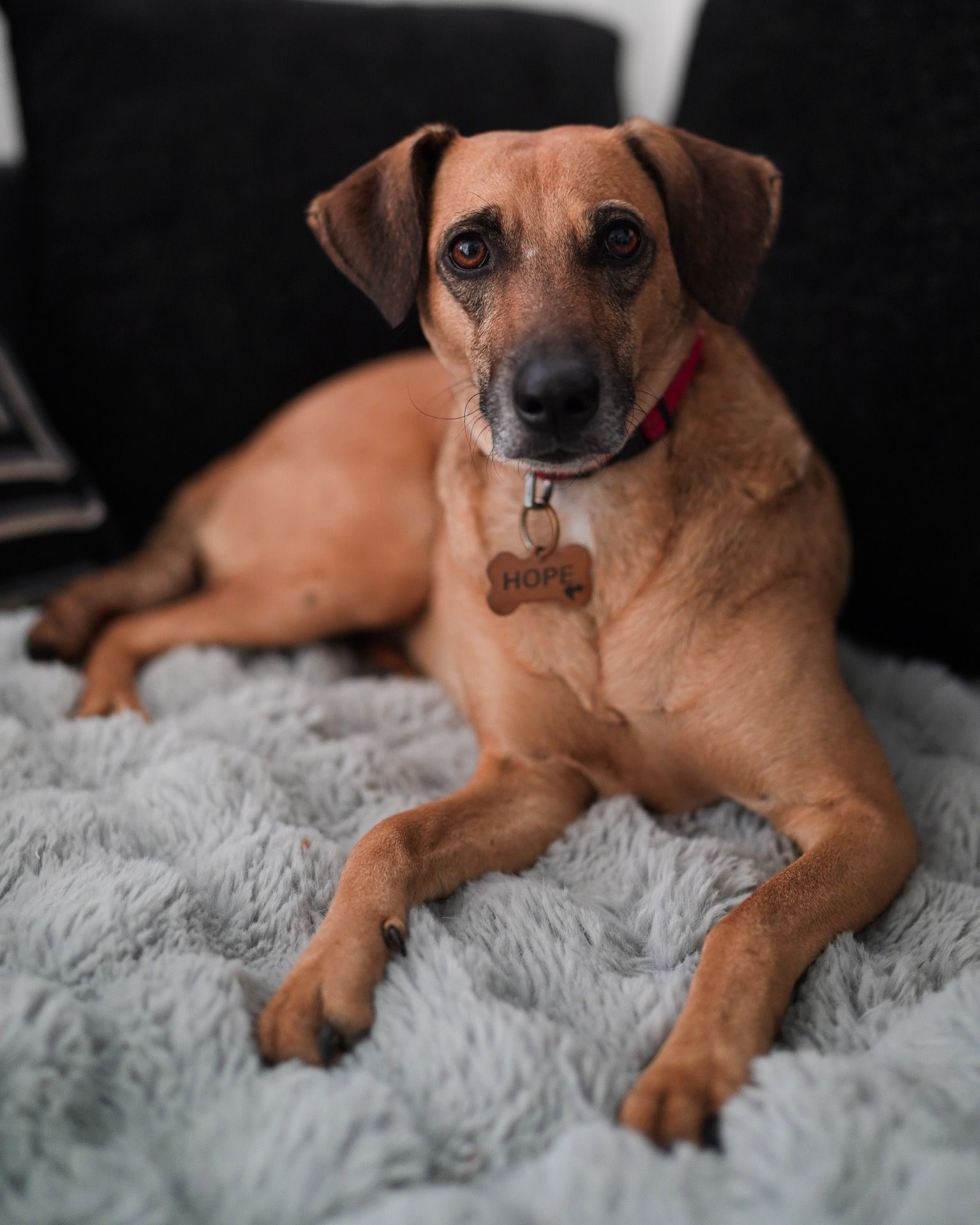 Hope — rescue dog