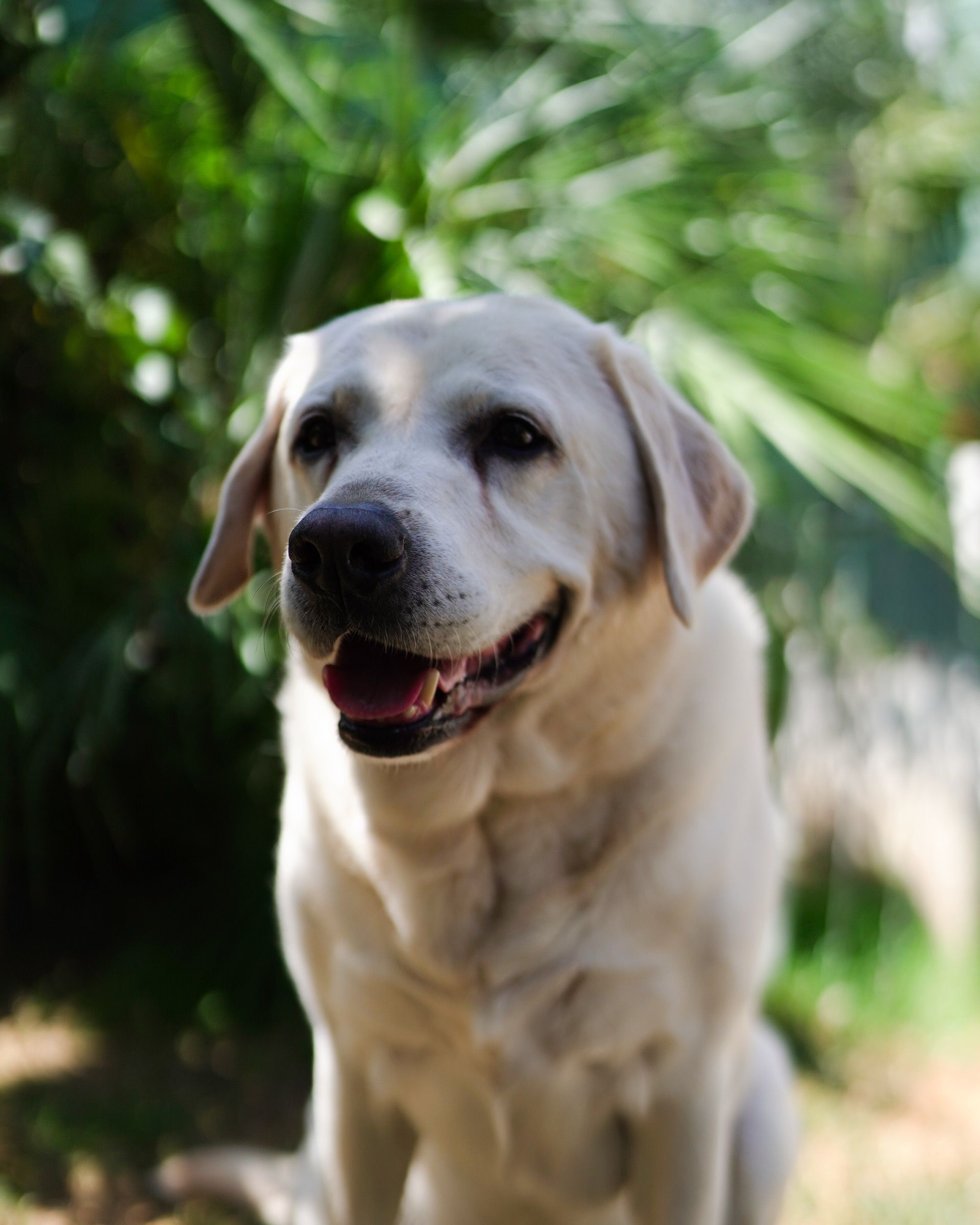 Hugo, a cream Labrador, smiling outdoors among green leaves