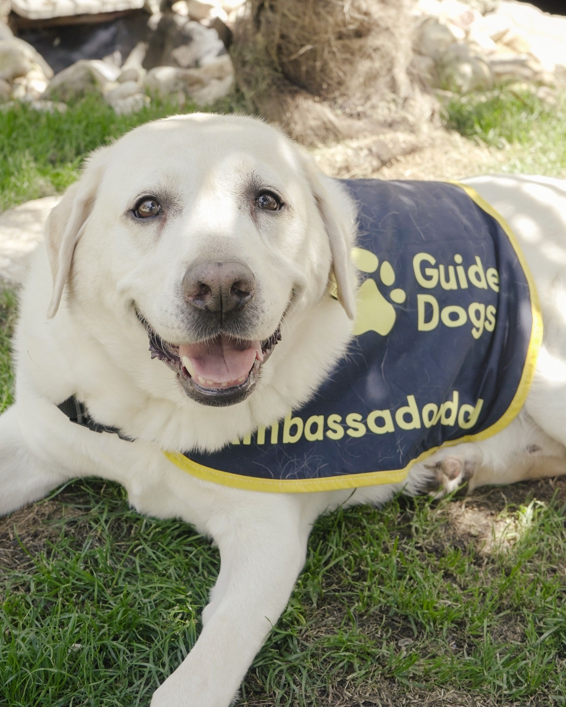 Hugo wearing his Guide Dogs Ambassadog vest on the grass