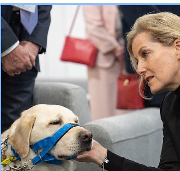 Hugo as a working guide dog meeting Sophie, Duchess of Edinburgh