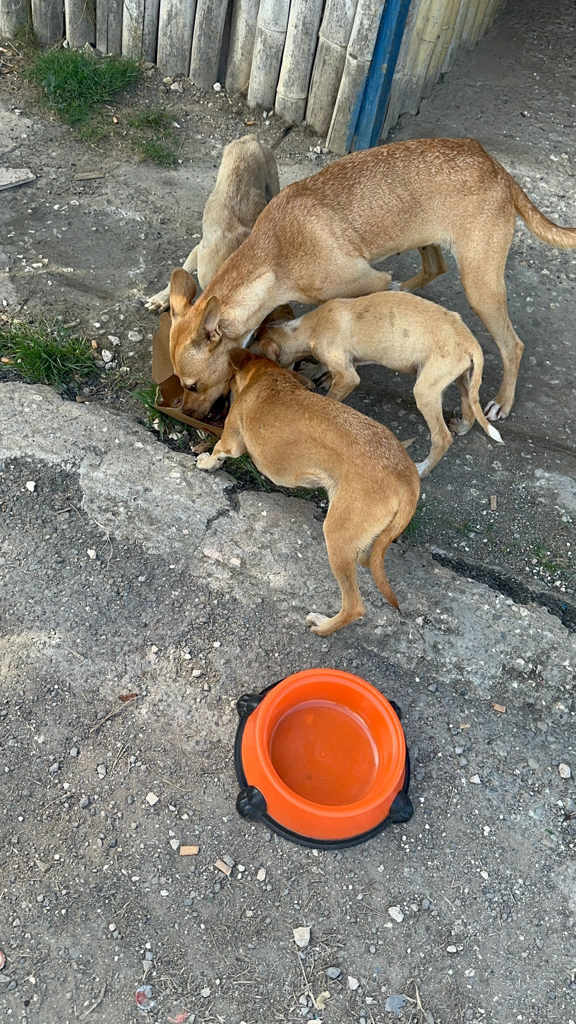 Hungry street dogs sharing a meal from a donated bowl of food