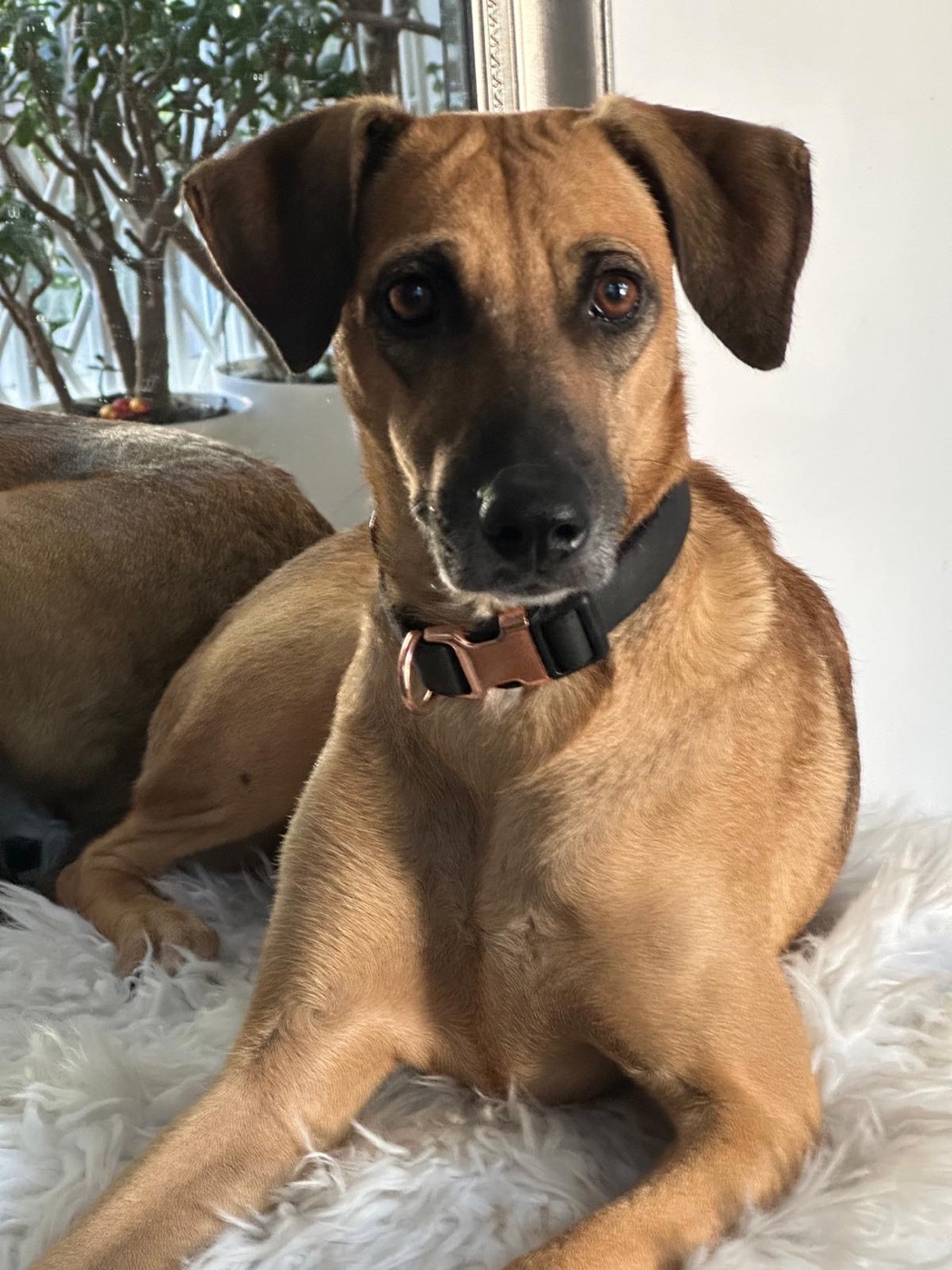Hope — rescue dog