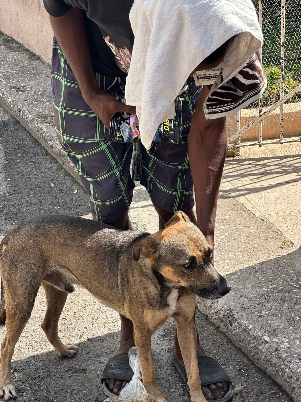 Handing food to a stray dog on the street in Jamaica