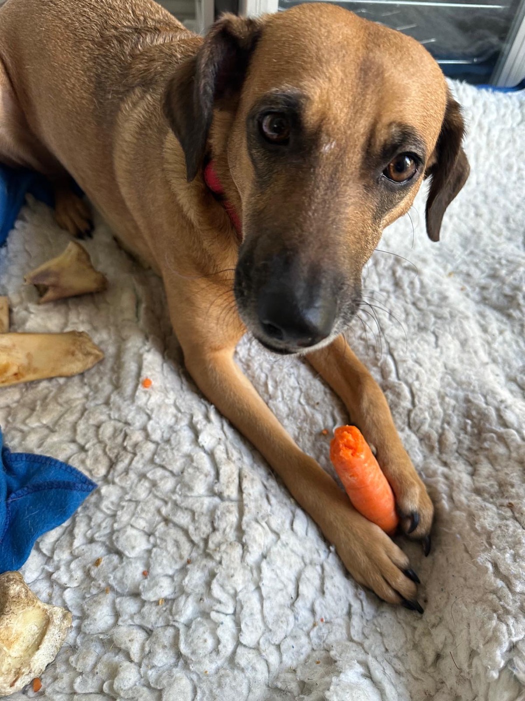 Hope playing with a carrot on her blanket