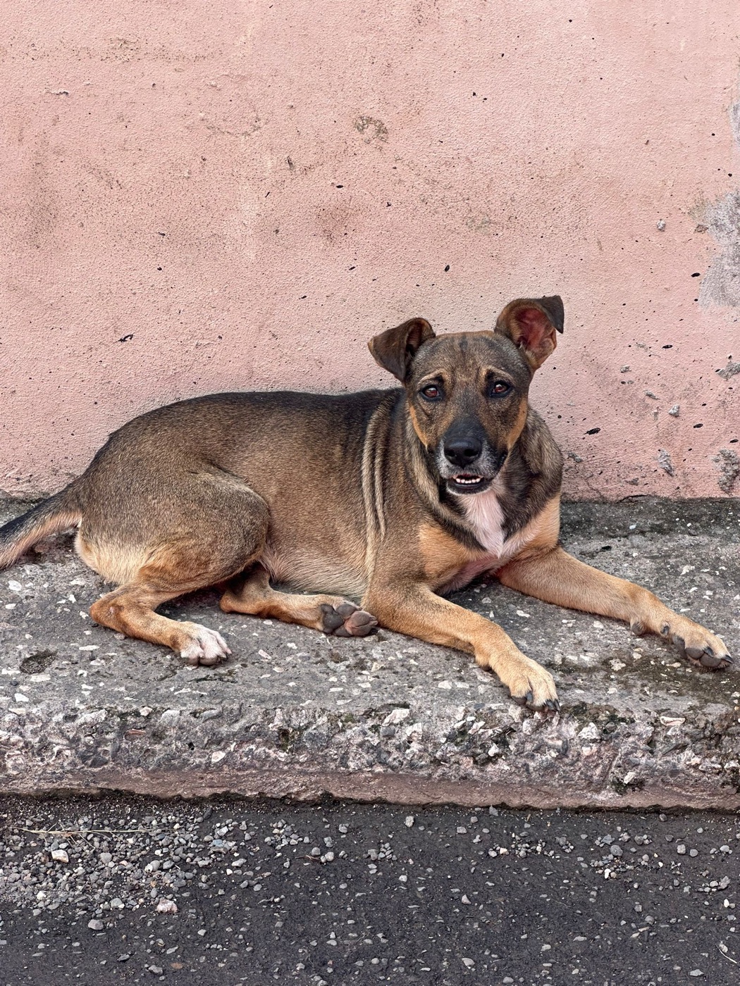 A stray dog resting on a ledge in Jamaica