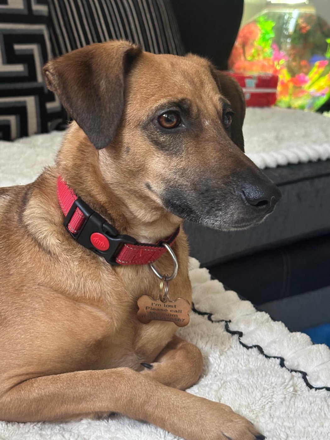Hope, rescued from the streets of Jamaica