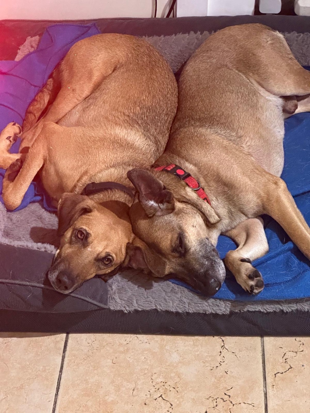 Hope cuddled up with her best friend, safe and loved