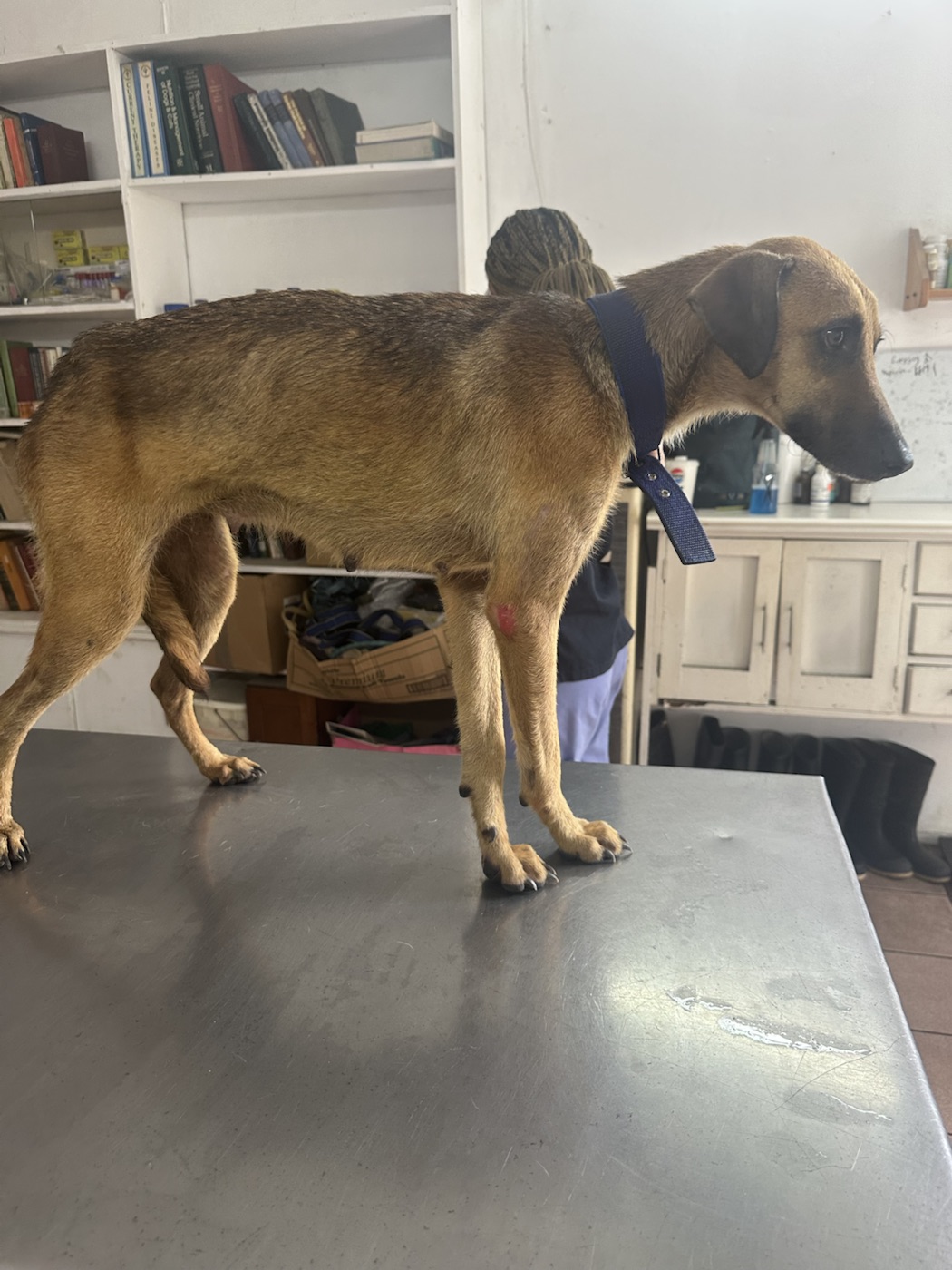 Hope at the vet when she was first rescued — painfully thin
