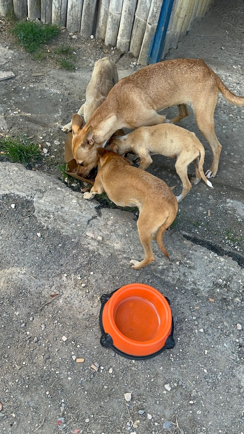 Hungry street dogs sharing a meal from a donated bowl of food