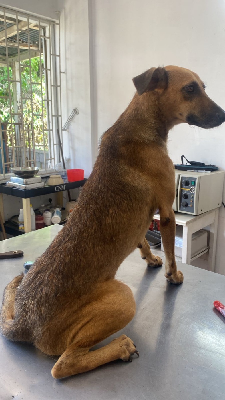 A rescued dog being examined at a veterinary clinic in Jamaica