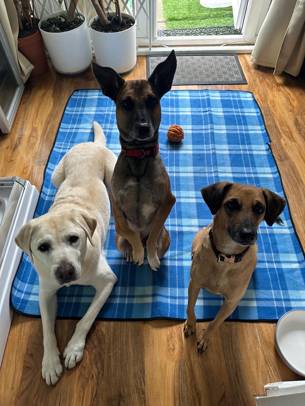Hope at home with her new family of rescue dogs
